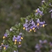 Solanum valdiviense - Photo (c) Pablo Silva, some rights reserved (CC BY-NC), uploaded by Pablo Silva