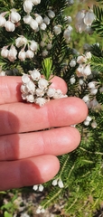 Erica triflora