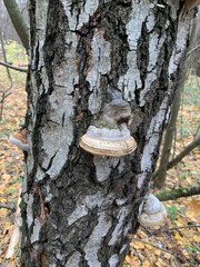 Fomes fomentarius