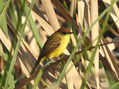 Pseudocolopteryx citreola