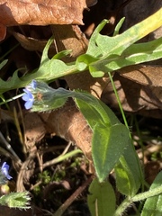 Myosotis arvensis