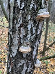 Fomes fomentarius