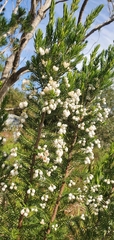 Erica triflora