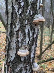 Fomes fomentarius