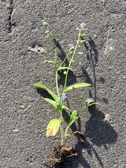 Myosotis arvensis