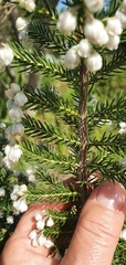 Erica triflora