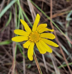 Calea multiplinervia