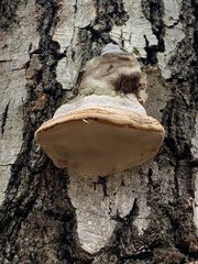 Fomes fomentarius