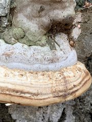 Fomes fomentarius