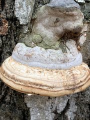 Fomes fomentarius