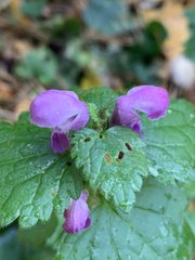Lamium maculatum