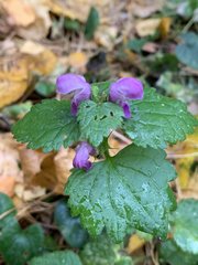 Lamium maculatum
