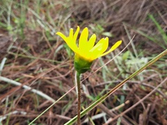 Calea multiplinervia