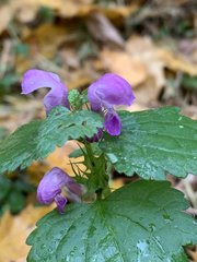 Lamium maculatum