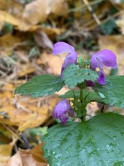 Lamium maculatum