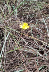 Calea multiplinervia