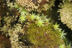 Polytrichum subpilosum