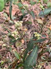 Persicaria maculosa
