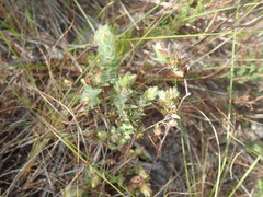 Gnidia humilis