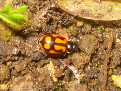 Eriopis heliophila