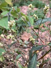 Persicaria maculosa