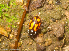 Eriopis heliophila