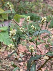 Persicaria maculosa