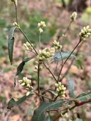 Persicaria maculosa