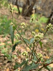 Persicaria maculosa
