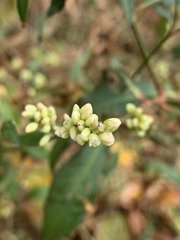 Persicaria maculosa