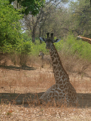 Giraffa camelopardalis thornicrofti