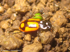 Eriopis heliophila
