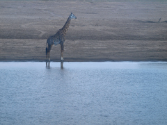 Giraffa camelopardalis thornicrofti
