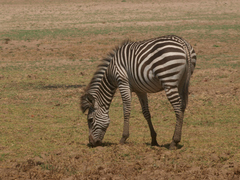 Equus quagga crawshayi