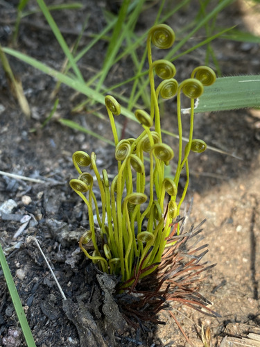 Schizaeaceae image