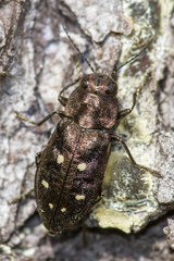 Phaenops fulvoguttata