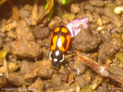 Eriopis heliophila