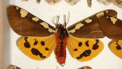 Arctia matronula