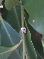 Ceroplastes grandis
