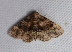 Metalectra quadrisignata