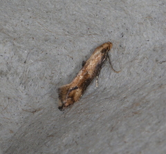 Epermenia illigerella