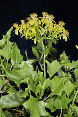 Delairea odorata