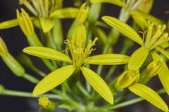 Delairea odorata
