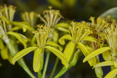 Delairea odorata