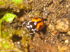 Eriopis heliophila