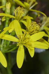 Delairea odorata