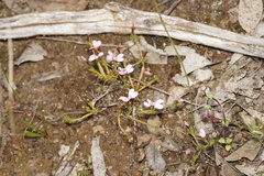 Stylidium diplectroglossum