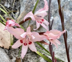 Gladiolus carneus