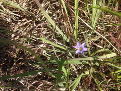 Sisyrinchium pruinosum