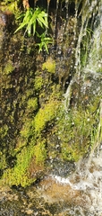 Sphagnum truncatum
